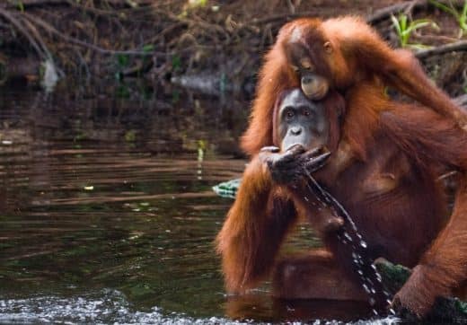 orangutan-with-baby
